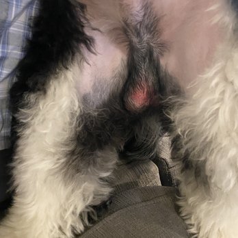 Barks and Bubbles Pet Grooming - His poor testes ... - Pet Groomers Near Me - Friant, California