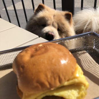 BreadWorks at Broad Ripple - Butters sniffing my breakfast sandwich on the dog friendly patio - Bakeries Near Me - Indianapolis, Indiana