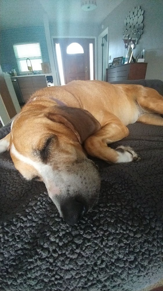 PARADISE LUXURY DOG RESORT 12 Reviews 220 Chandler Rd NW, Palm Bay, Florida Pet Boarding