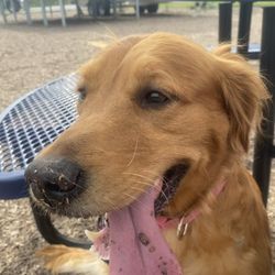 Off Leash Social