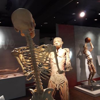 Real Bodies - Museums Near Me - Las Vegas, Nevada Real Bodies - Museums Near Me - Las Vegas, Nevada