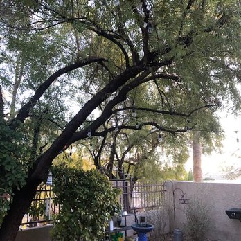 Treepro - Heaving leaning African Sumac before trimming - Tree Services Near Me - Las Vegas, Nevada Treepro - Heaving leaning African Sumac before trimming - Tree Services Near Me - Las Vegas, Nevada