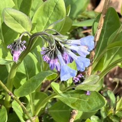 Manassas National Battlefield Park - Bluebells