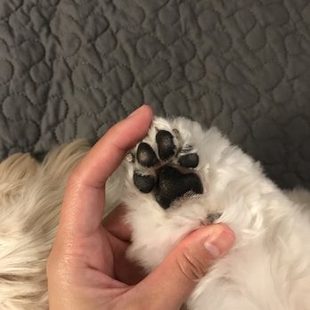 Dog Gone Pretty - Pet Groomers Near Me - Huntington Beach, California