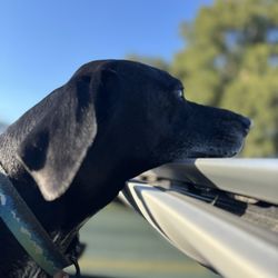 Animal Emergency Center - Killeen - Newty
