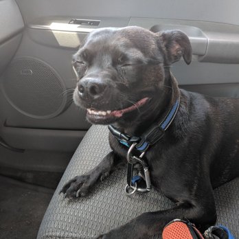 Best Friends Fur Ever - Pet Training Near Me - Cockeysville, Maryland Best Friends Fur Ever - Pet Training Near Me - Cockeysville, Maryland