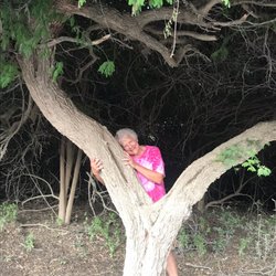 Curacao Heart-Shaped Tree