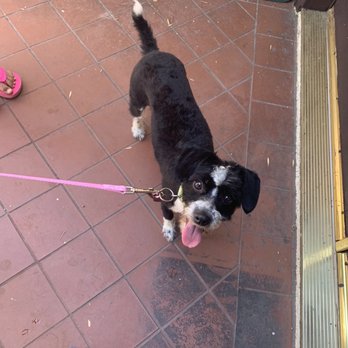 Starbarks Groomers - My dog Lily after a wash and cut - Pet Groomers Near Me - Carson, California Starbarks Groomers - My dog Lily after a wash and cut - Pet Groomers Near Me - Carson, California
