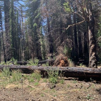 Big Basin Redwoods State Park - Parks Near Me - Boulder Creek, California
