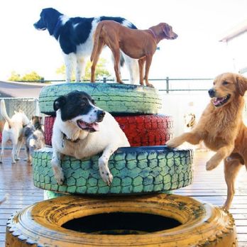 Woof In Boots - Fun play with friends and water all day long - Pet Groomers Near Me - Denver, Colorado Woof In Boots - Fun play with friends and water all day long - Pet Groomers Near Me - Denver, Colorado