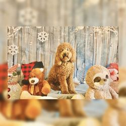 Yale Street Dog House - Yale Street sets up parties and takes pictures of your dog to take home with backdrops they create in house. We love receiving these!