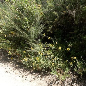 San Joaquin Marsh Wildlife Sanctuary - Green bush with yellow flowers - Parks Near Me - Irvine, California San Joaquin Marsh Wildlife Sanctuary - Green bush with yellow flowers - Parks Near Me - Irvine, California