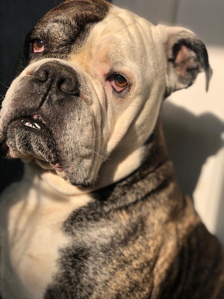 BEAR AND FRIENDS Updated June 2024 11 Photos 22 park avenue