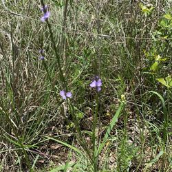 Endeavor Bridgeport Adventure Park - Lots of beautiful native plants to ID - texas vervain