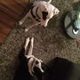 Kimi Loves Dogs