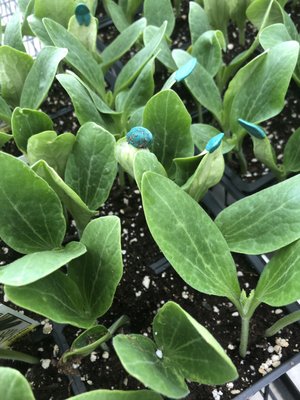 Gullo's Garden Center, 4767 Southwestern Blvd, Hamburg, NY ...