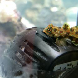 Pet Club - Our Goby! Seen at Duke's Chandlery