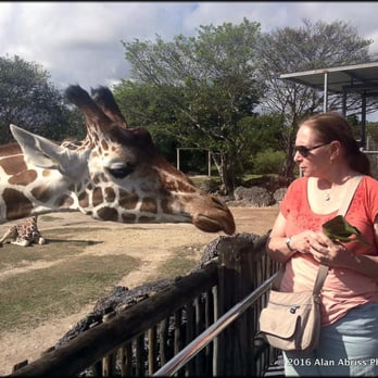 Zoo Miami - Feeding a giraffe - Zoos Near Me - Miami, Florida Zoo Miami - Feeding a giraffe - Zoos Near Me - Miami, Florida