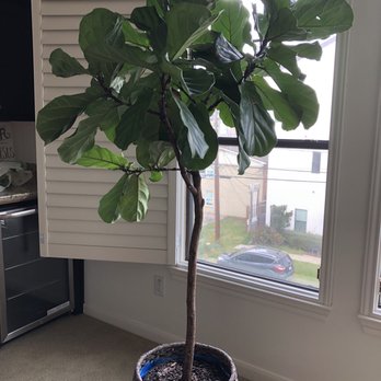 Tall Plants - My beautiful FLF - Nurseries & Gardening Near Me - Houston, Texas