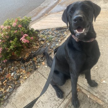 Dogs for Humanity - Dog Walkers Near Me