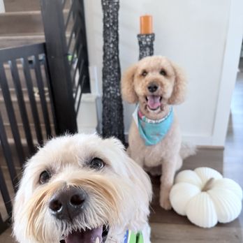 Viviane's Posh Paws - Milo and Cooper after grooming - Pet Groomers Near Me Viviane's Posh Paws - Milo and Cooper after grooming - Pet Groomers Near Me