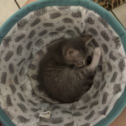 Cups And Claws a Cat lounge - Curled up in a toy basket