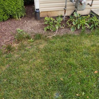 Lindsey the Lawn Lady - I asked that they look just like this when we did the walk around and received a quote. - Landscaping Near Me - Plano, Illinois