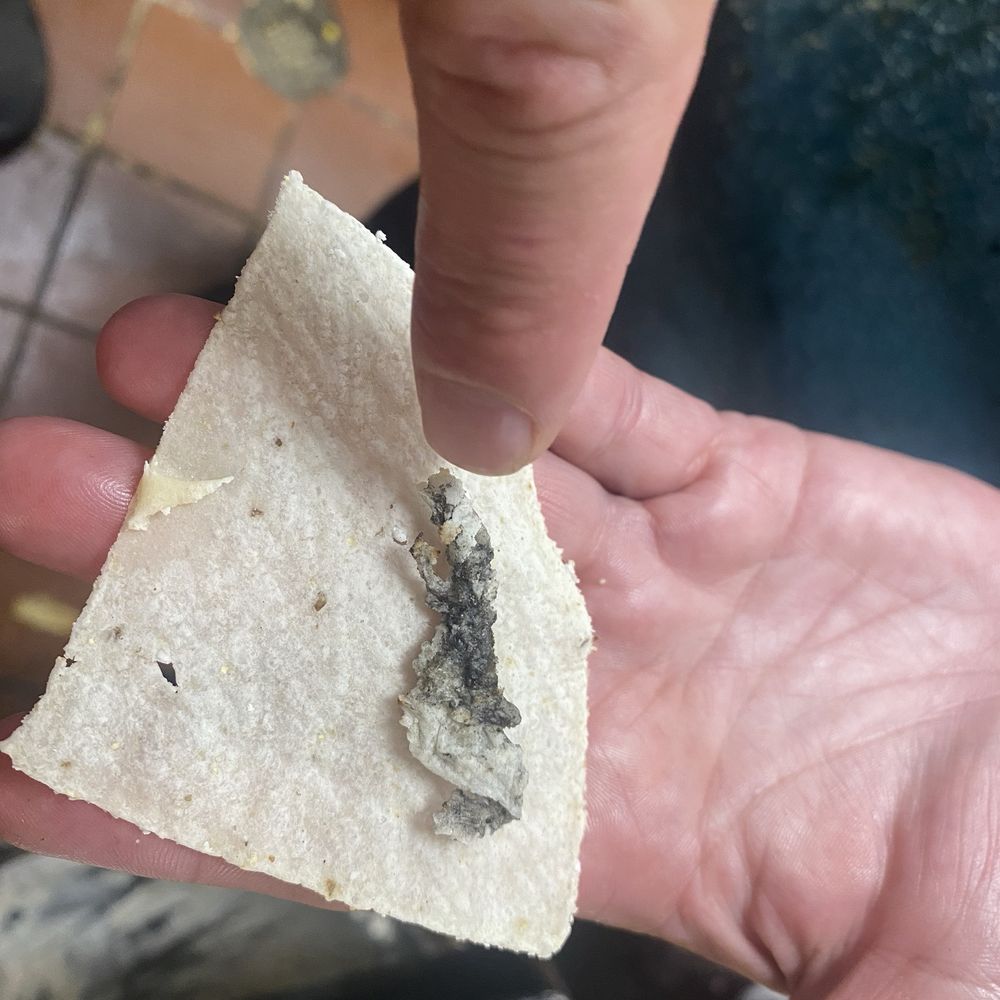Chili's - Chilis marble falls! Rats, roaches and danger zone soup! Beware of this place!!!! Trash!!!! Baby rat on a chip in the picture! - American Near Me - Marble Falls, Texas Chili's - Chilis marble falls! Rats, roaches and danger zone soup! Beware of this place!!!! Trash!!!! Baby rat on a chip in the picture! - American Near Me - Marble Falls, Texas