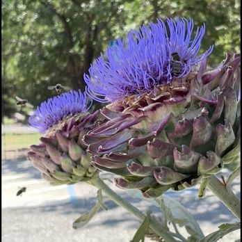 Park Winters - Bed & Breakfast Near Me - Winters, California Park Winters - Bed & Breakfast Near Me - Winters, California