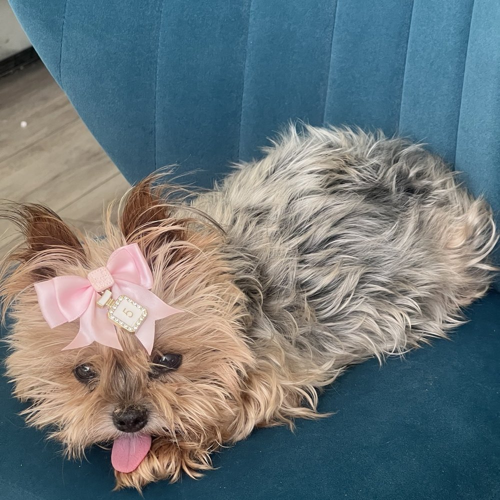 Paramount - My ruby - Veterinarians Near Me - Calgary, Alberta Paramount - My ruby - Veterinarians Near Me - Calgary, Alberta