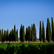 AVIGNONESI by null