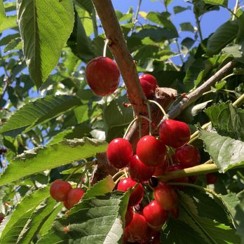 The Gorge White House - Cherries - Wineries Near Me - Hood River, Oregon