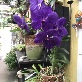 Orchid Express & Leasing - Beautiful Orchid - Nurseries & Gardening Near Me - Houston, Texas Orchid Express & Leasing - Beautiful Orchid - Nurseries & Gardening Near Me - Houston, Texas