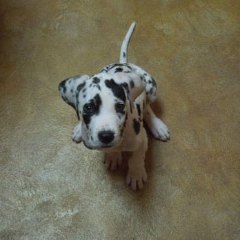 Stonebriar Veterinary Centre - Veterinarians Near Me - Frisco, Texas Stonebriar Veterinary Centre - Veterinarians Near Me - Frisco, Texas