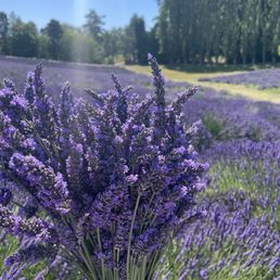 Lavender bundle