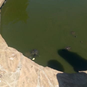 CSUN Pond - Turtles eating - Parks Near Me - Los Angeles, California CSUN Pond - Turtles eating - Parks Near Me - Los Angeles, California