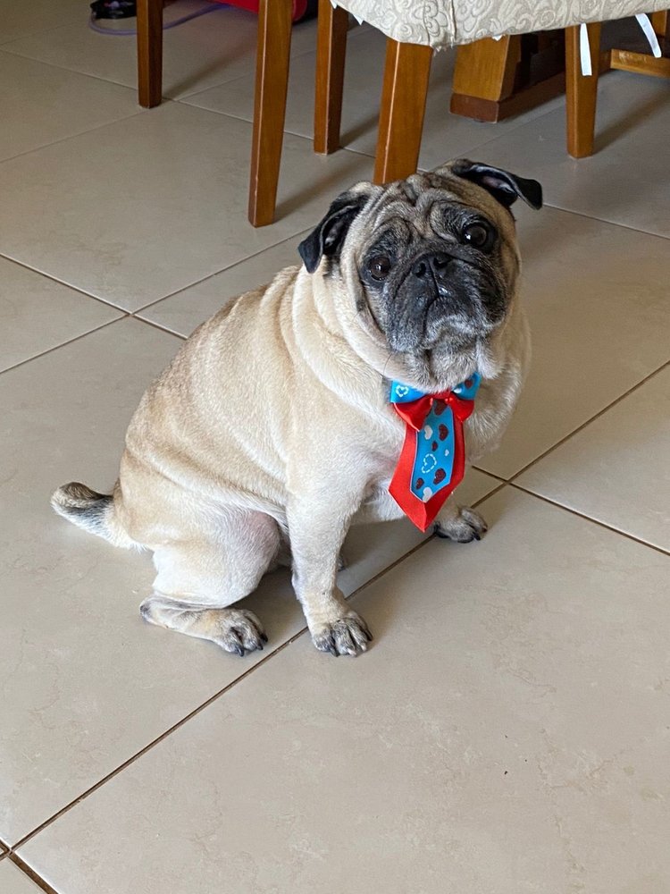 PUPPY PAMPERS GROOMING Updated September 2024 San Mateo, California