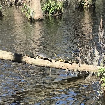 Saddlebrook Resort - Turtles on a log in the cypress tree area - Resorts Near Me - Wesley Chapel, Florida