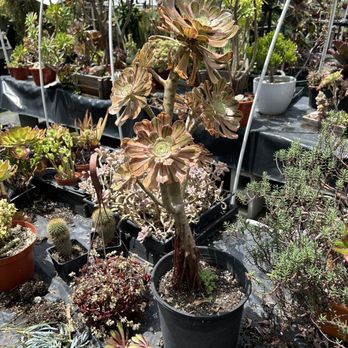 Aeonian Verde Nursery - Nurseries & Gardening Near Me - Bell Gardens, California