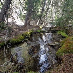 Maybird Gulch Trail
