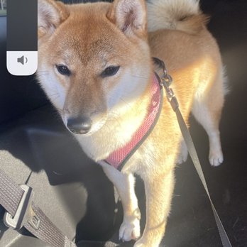 Moondoggies Grooming Salon - Lilly looking beautiful after spa treatment - Pet Groomers Near Me - Murrieta, California Moondoggies Grooming Salon - Lilly looking beautiful after spa treatment - Pet Groomers Near Me - Murrieta, California