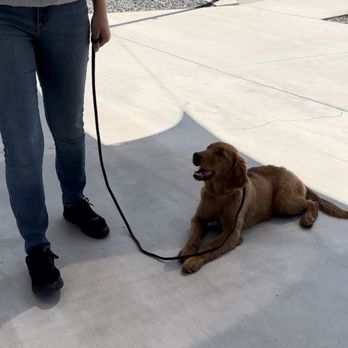 K9 Companions - Ember in a down/stay. - Pet Training Near Me - Perris, California K9 Companions - Ember in a down/stay. - Pet Training Near Me - Perris, California