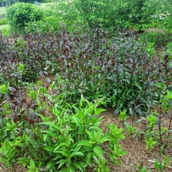 Oak Grove War Memorial Walking Trail Park - Butterfly garden