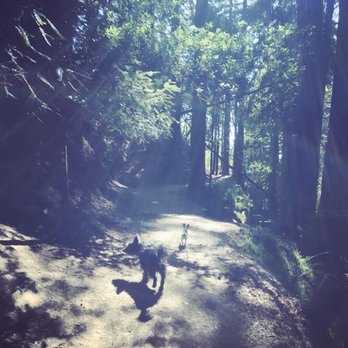 Tiny Dog Dancers - Clifford on a run - Dog Walkers Near Me