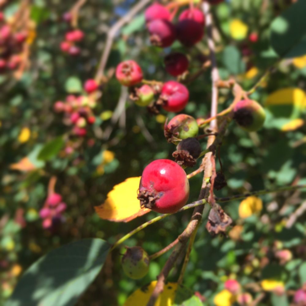 Brooks Farms - a cluster of red berries on a tree - Farmers Market Near Me - Durham, Ontario