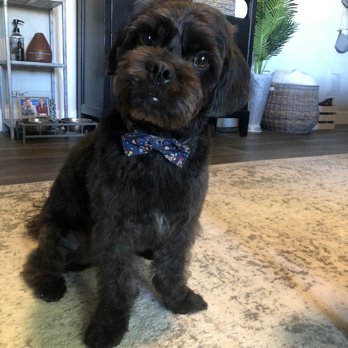 Happy Tails - After! - Pet Groomers Near Me