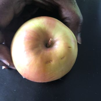 Panera Bread - Bruised apple and what looks like teeth marks! Was too afraid to eat anything else. - Sandwiches Near Me - Selma, Texas