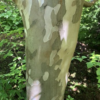 Asticou Azalea Garden - Korean tree bark - Botanical Gardens Near Me - Mount Desert, Maine Asticou Azalea Garden - Korean tree bark - Botanical Gardens Near Me - Mount Desert, Maine