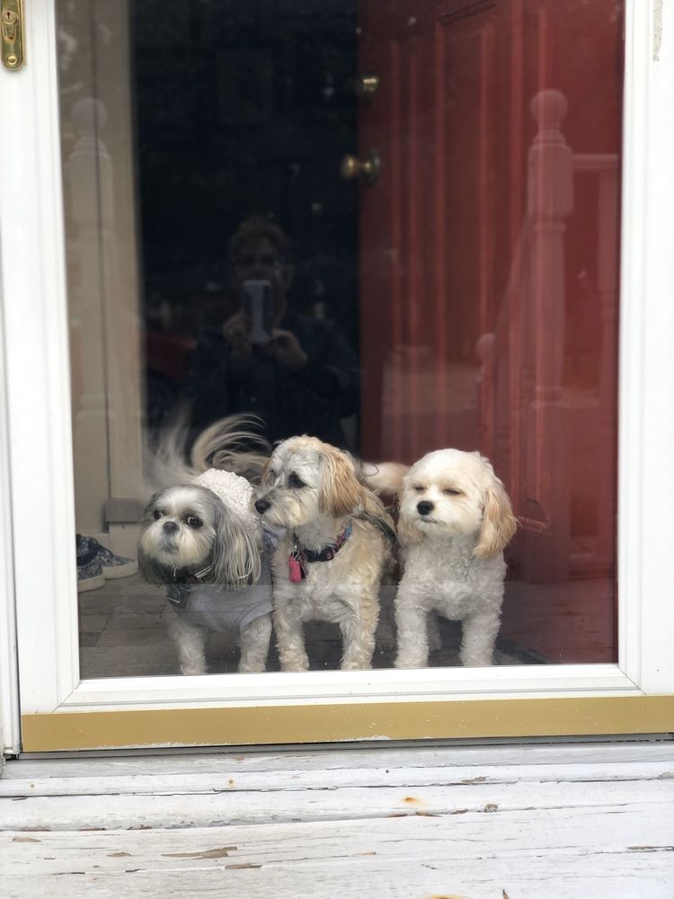 CATHY’S WASH’N WAG ON WHEELS Updated August 2024 Lockport, New York