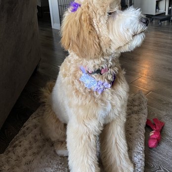 Sweet Pea Grooming - Pet Groomers Near Me - San Diego, California